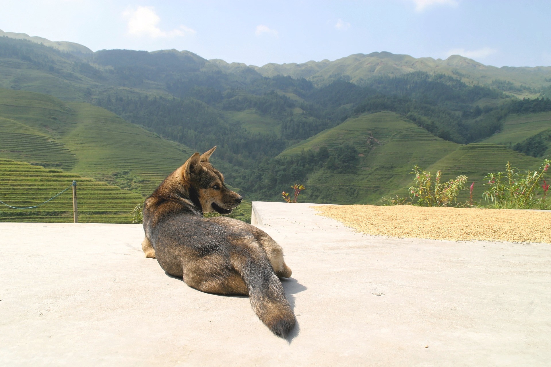 china travel with dog