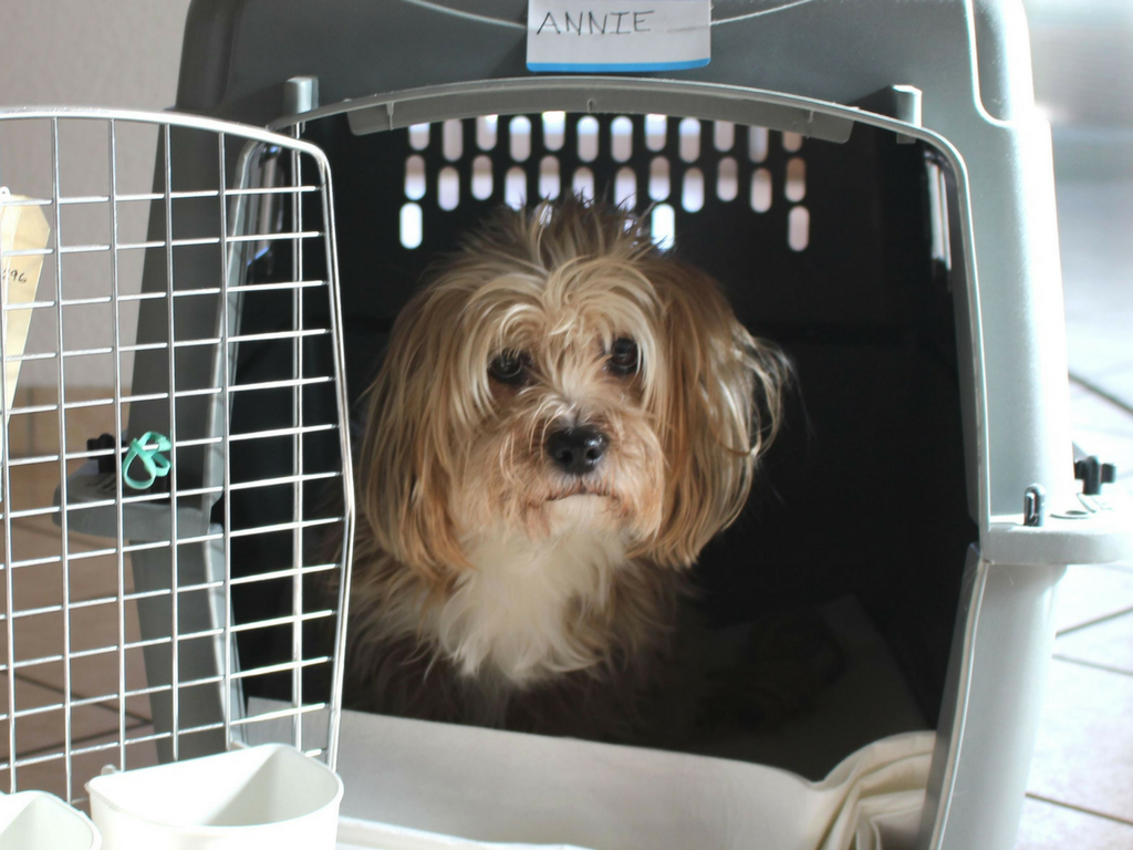 dog crate travel kennel