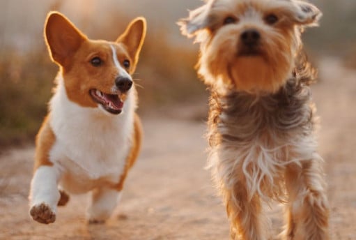 Two dogs walking towards the camera