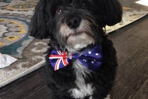 Dog wearing an Australian bowtie