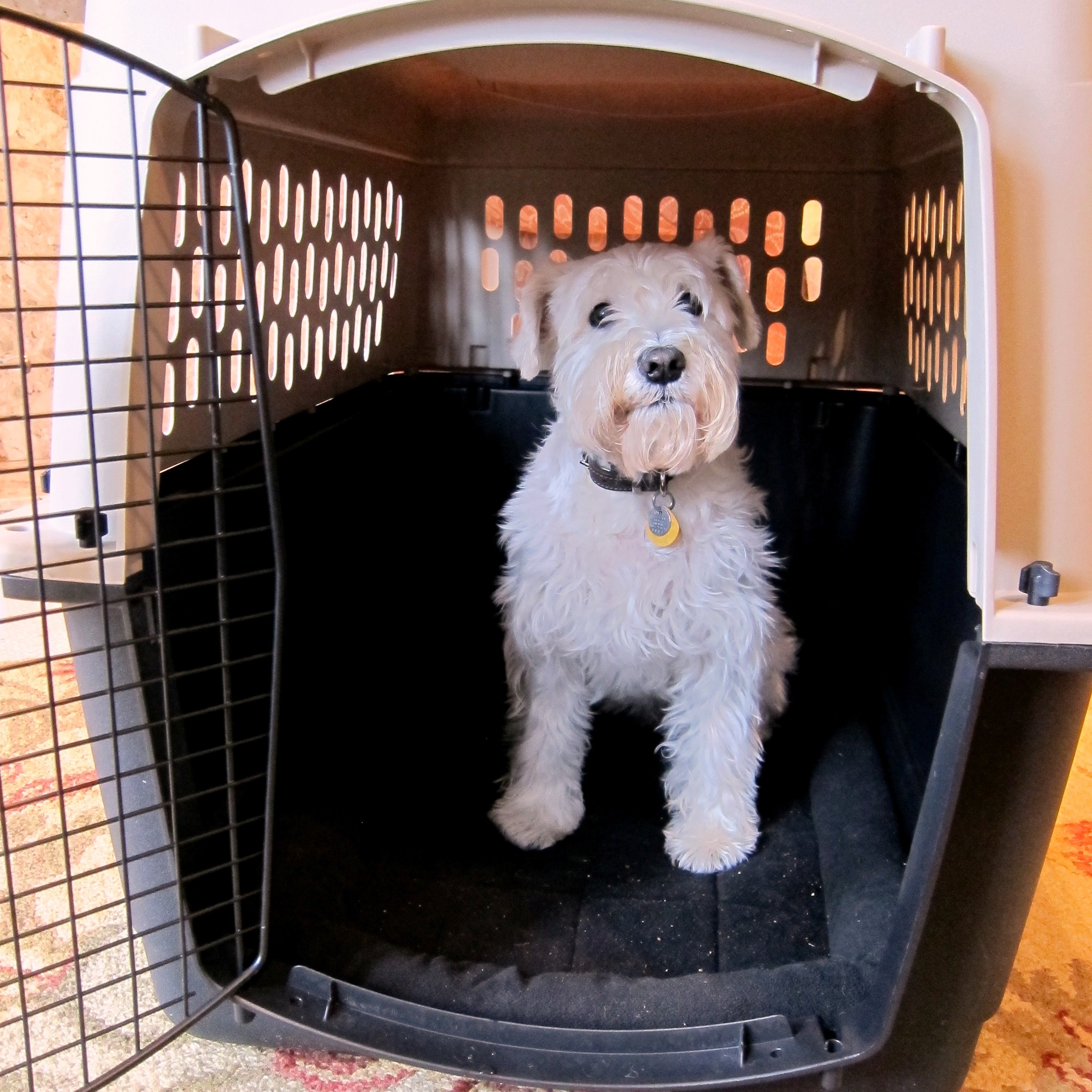 how big of a travel crate does my dog need