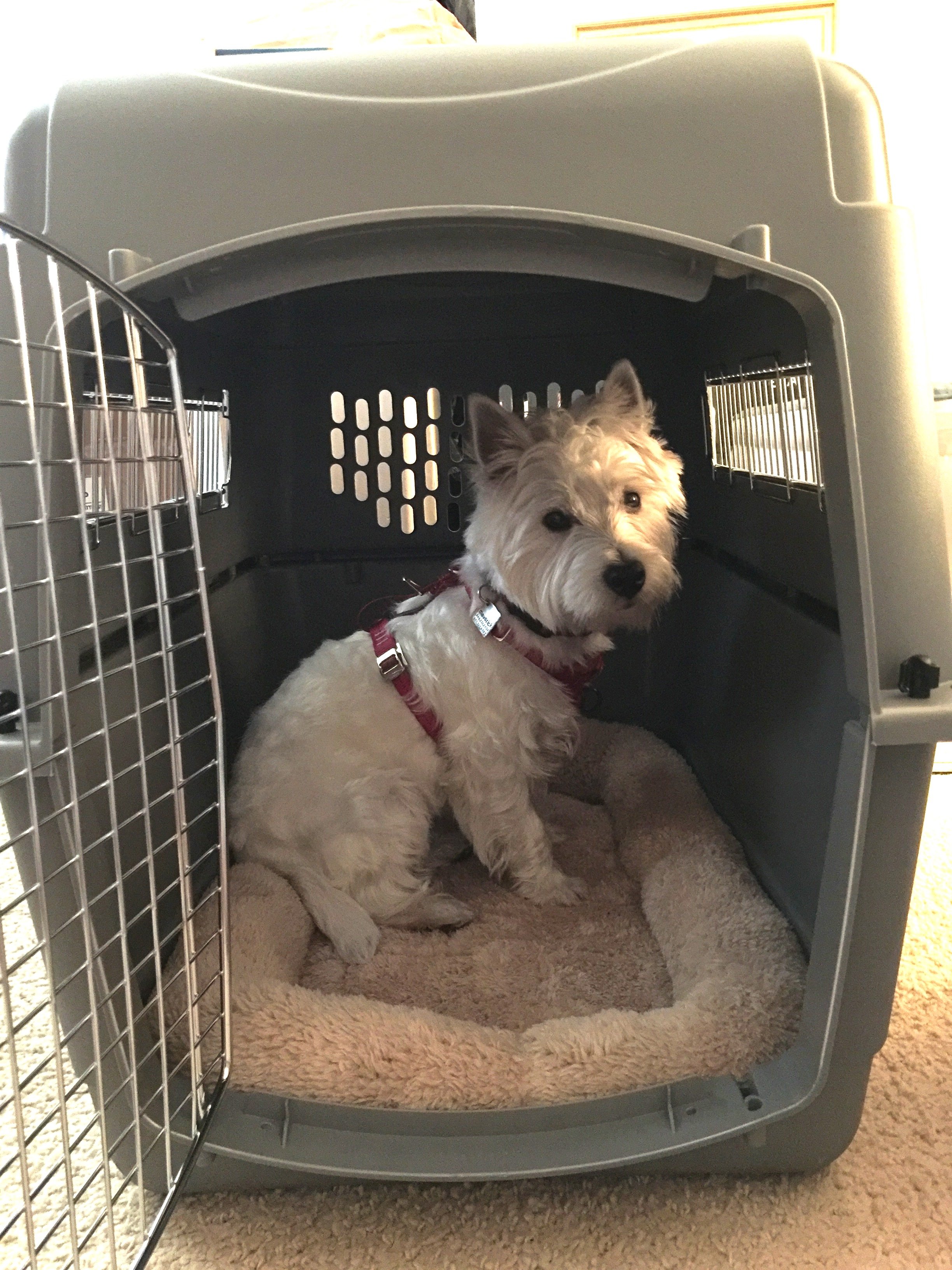 How to Crate Train a Dog: Step-by-Step Instructions